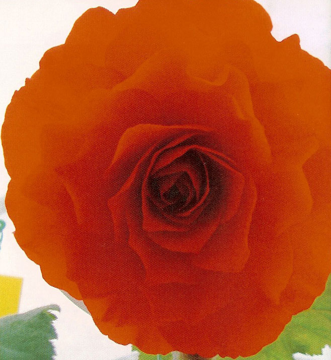 B. ‘Linda Jackson’